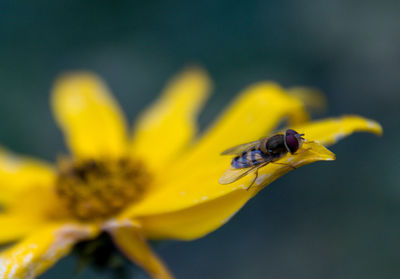 Close-up of insect on yellow flower