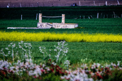 Scenic view of grassy field