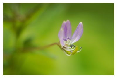 Close-up of purple flower