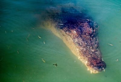 High angle view of turtle swimming in sea