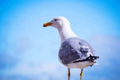 Close-up of seagull perching