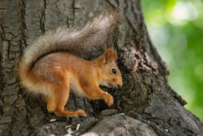 Squirrel on tree trunk