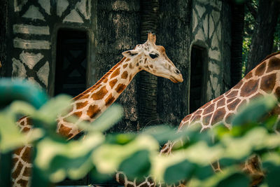 Close-up of giraffe