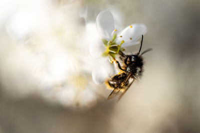 Close-up of bee on flower