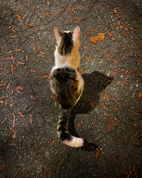 High angle view of cat on street