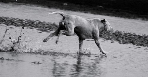 Side view of dog running on beach