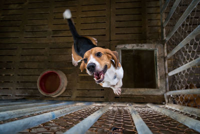 High angle view of dog behind on fence