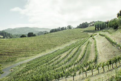 Scenic view of agricultural field against sky