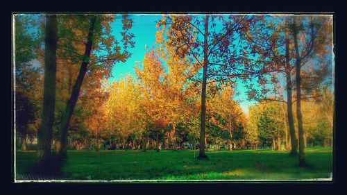 Trees growing on field