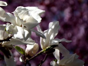 Close-up of fresh white flowering plant