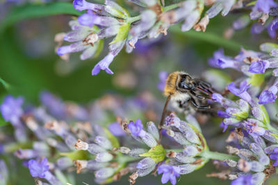 Close-up of bee pollinating on purple flower