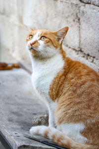 Side view of a cat looking away