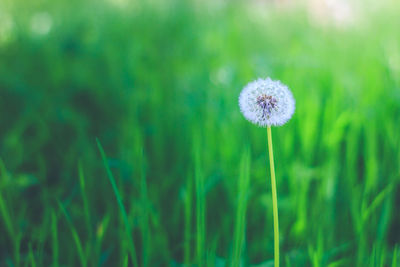 Close-up of dandelion growing in field