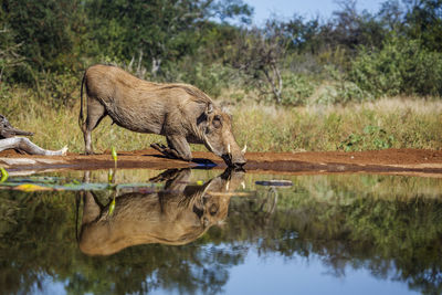 Side view of an animal in lake