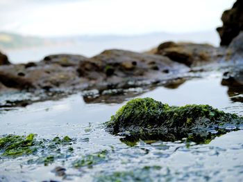 Close-up of water on moss