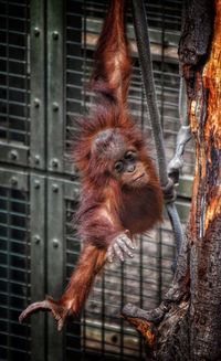 Close-up of monkey in cage