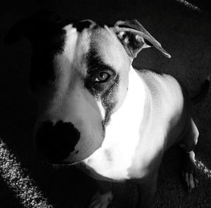 Close-up portrait of american pit bull terrier