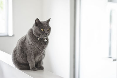 Close-up of cat sitting on window