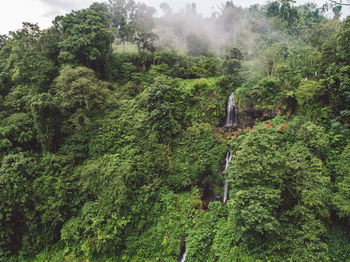 Scenic view of forest