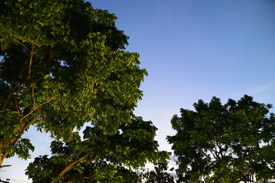 Low angle view of trees against clear blue sky