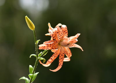 Close-up of red flowering plant