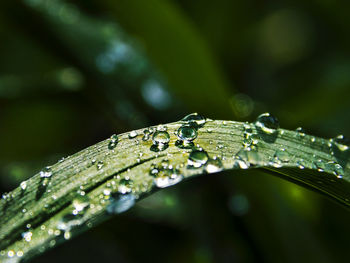 Close-up of water drops on leaf