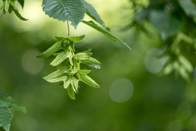 Close-up of fresh green leaves