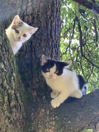 Portrait of cats on tree trunk