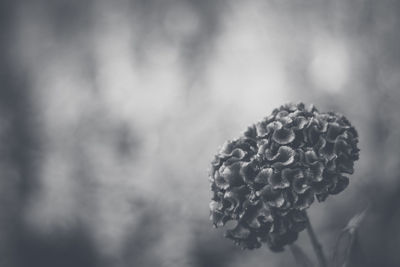 Close-up of flower on plant