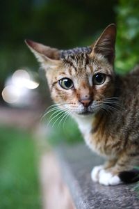 Close-up portrait of tabby cat