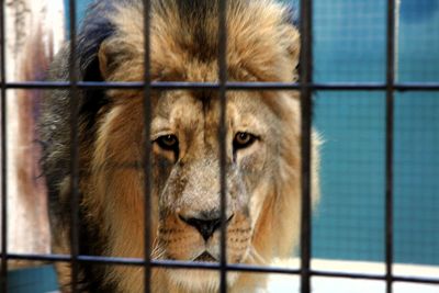 Close-up of lion in cage