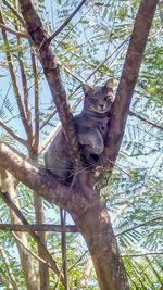 Low angle view of lizard on tree