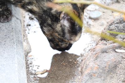 Close-up of a cat drinking water