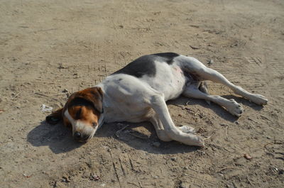 High angle view of dog sleeping on sand