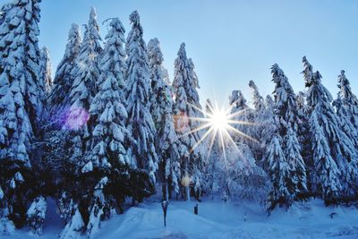 Snow covered trees against sky