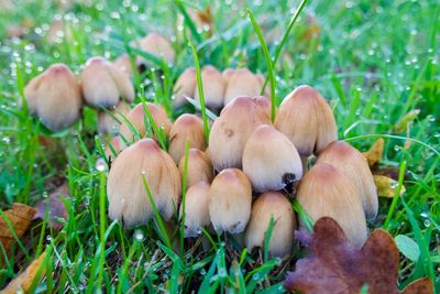 Close-up of mushrooms growing on field