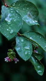 Close-up of water drops on plant