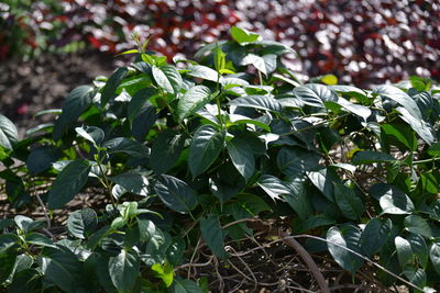 Close-up of flowering plant growing on field