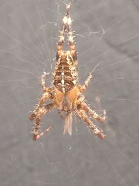 Close-up of spider on web