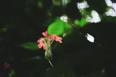 Close-up of pink flowers