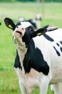Close-up of a cow on field