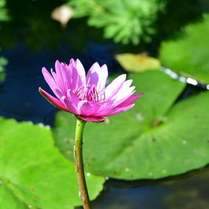 Close-up of lotus water lily in pond