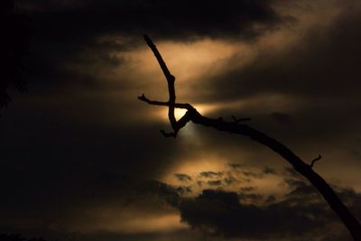 Silhouette of dead tree