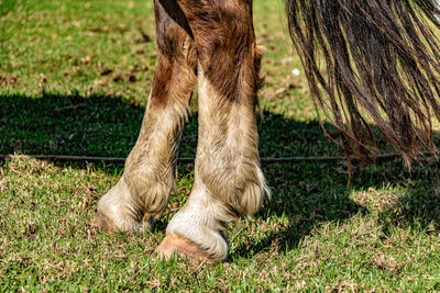 Low section of horse standing on field