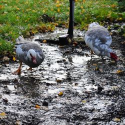 High angle view of birds in lake