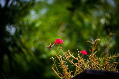 Close-up of flowers blooming outdoors