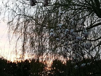 Low angle view of bare trees against sky