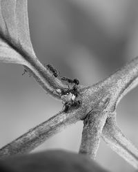 Close-up of insect on plant