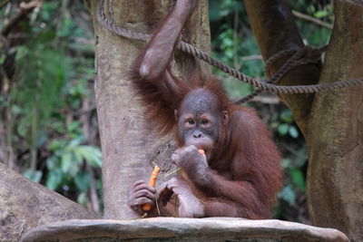 Close-up of orang utan