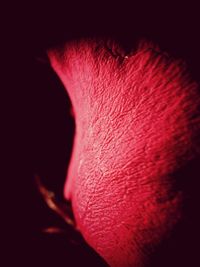 Close-up view of red leaf against black background